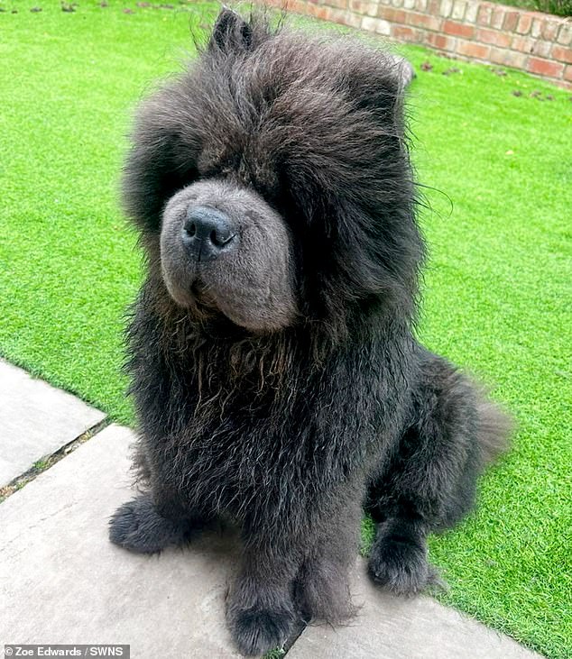 CMA Calls for UK Vet Prescription Price Caps as Pet Owners Struggle with Soaring Treatment Costs