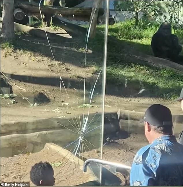 Gorilla shocks visitors as young primate crashes into glass wall at San Diego Zoo in a sudden burst of energy