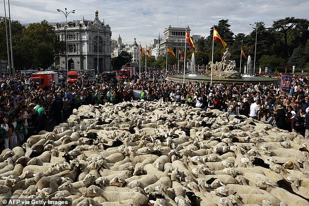 Madrid city center turns into a woolly spectacle as hundreds of sheep and goats march past historic landmarks in celebration of traditional grazing