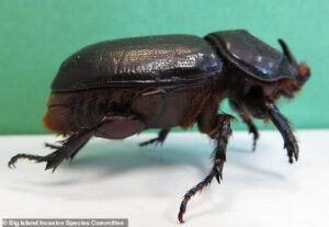 Rhinoceros Beetles
