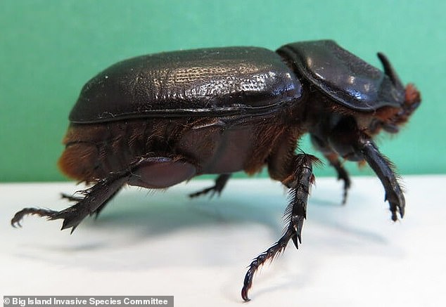 Coconut Rhinoceros Beetles Destroy Thousands of Palm Trees and Alarm Residents on Hawaiian Islands
