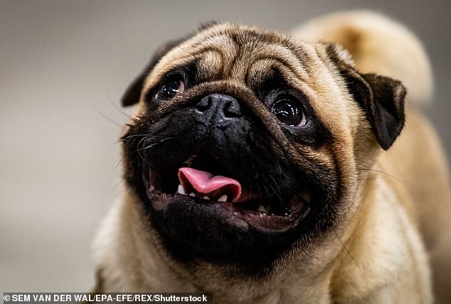 Researchers unveil decade-long plan that aims to reshape designer dog traits across the UK to protect vulnerable flat-faced breeds