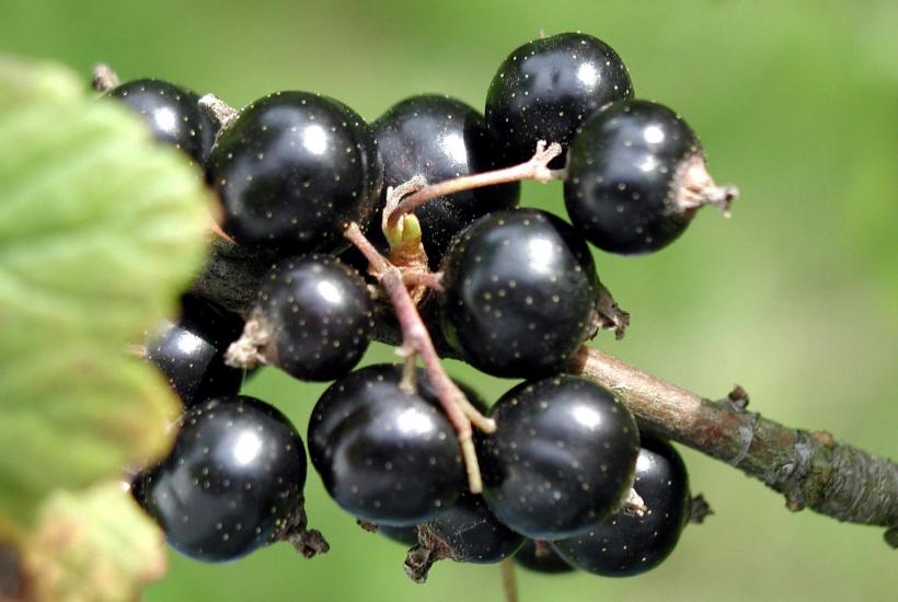 Gardeners Boost Currant Bush Health in Autumn Using Organic Fertilizers Across Home Gardens in Europe and North America