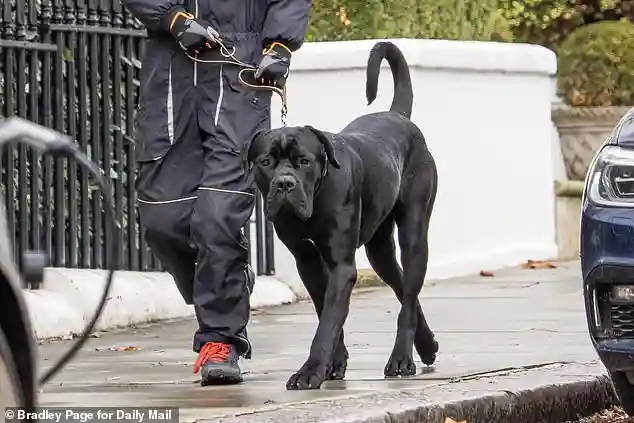 Cane Corso Attacks Jack Russell Belonging to Tom Parker Bowles on Kensington High Street While Guarding Luxury London Mansion