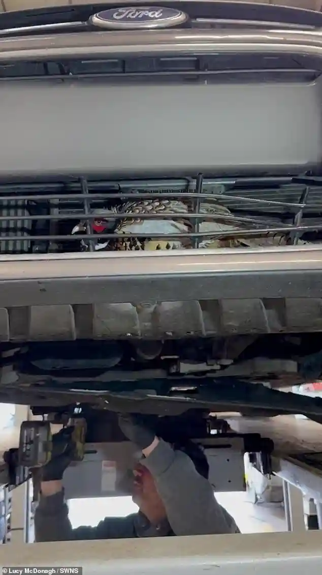 Cotswolds Mechanic Dismantles Engine Undertray to Free Pheasant Trapped Overnight in Vehicle