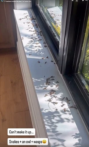 Dallas family finds their home turning into a mini wildlife sanctuary as Brian Schottenheimer battles waves of wasps owls and snakes in Texas