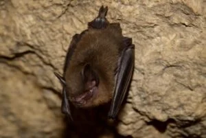 Moscow Residents Warned as Bats Enter Apartments Garages and Cars Bringing Potential Rabies Risk Across the City